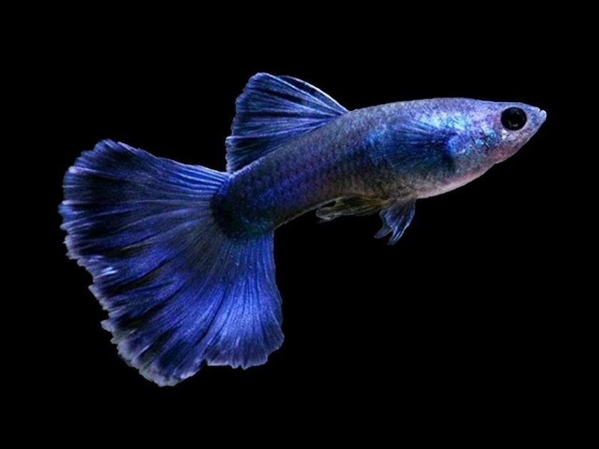 Blue Moscow Fancy Guppy Male – Diapteron Shop