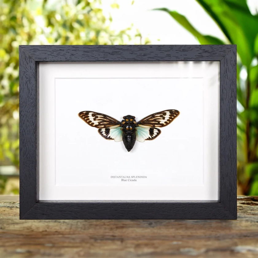 Blue Cicada in Box Frame (Distantalna splendida)