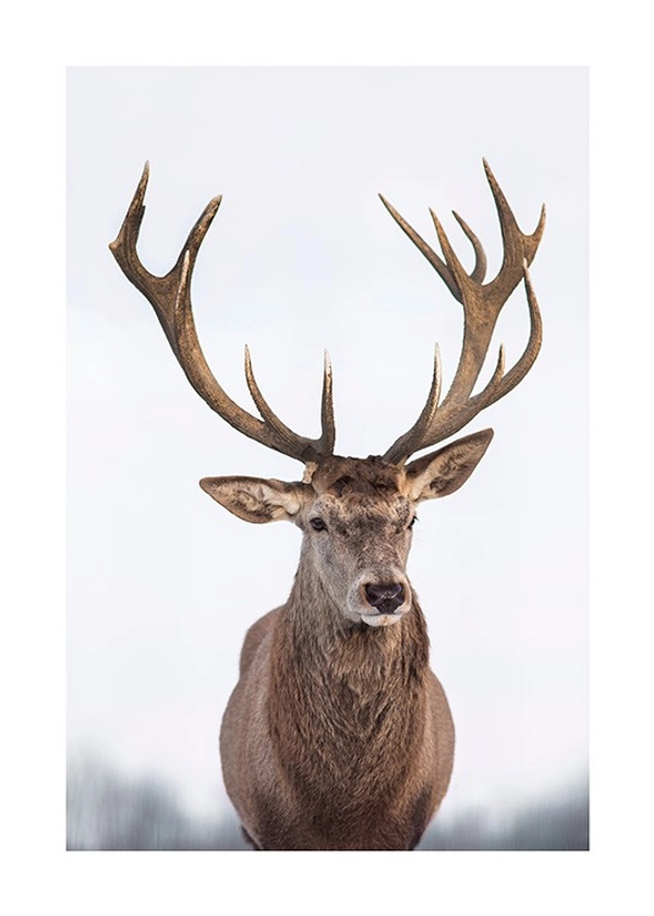 Majestic Deer Affiche