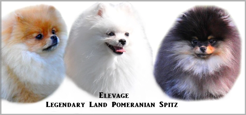 Elevage Legendary land pomeranian spitz nain 