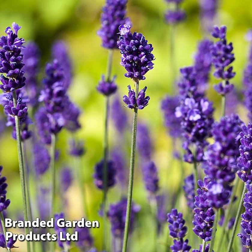 English Lavender