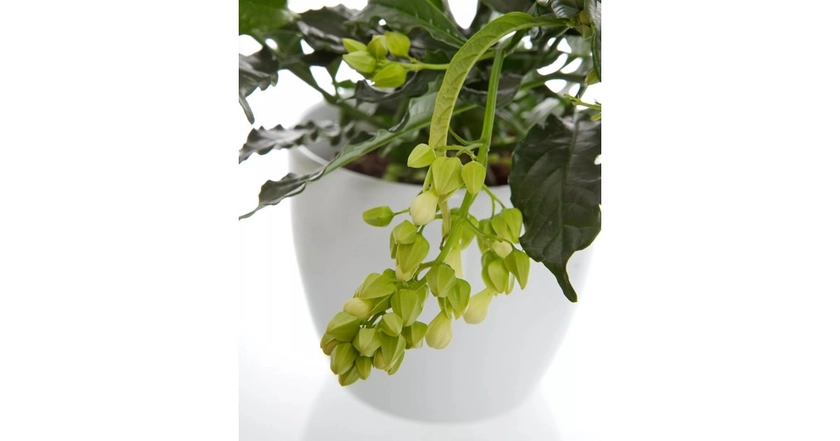 Slöjklerodendrum PROSPERO 13 cm 30-40 cm MPS