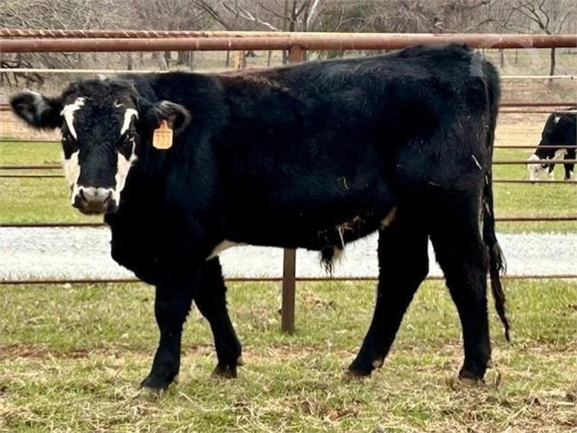 1 Black Hereford - Bulls