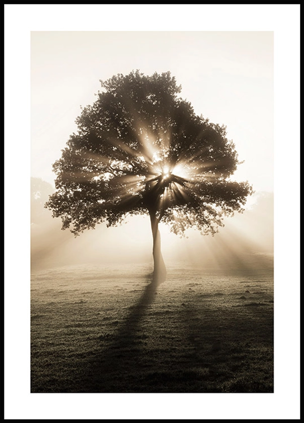 Arbre au soleil levant Poster