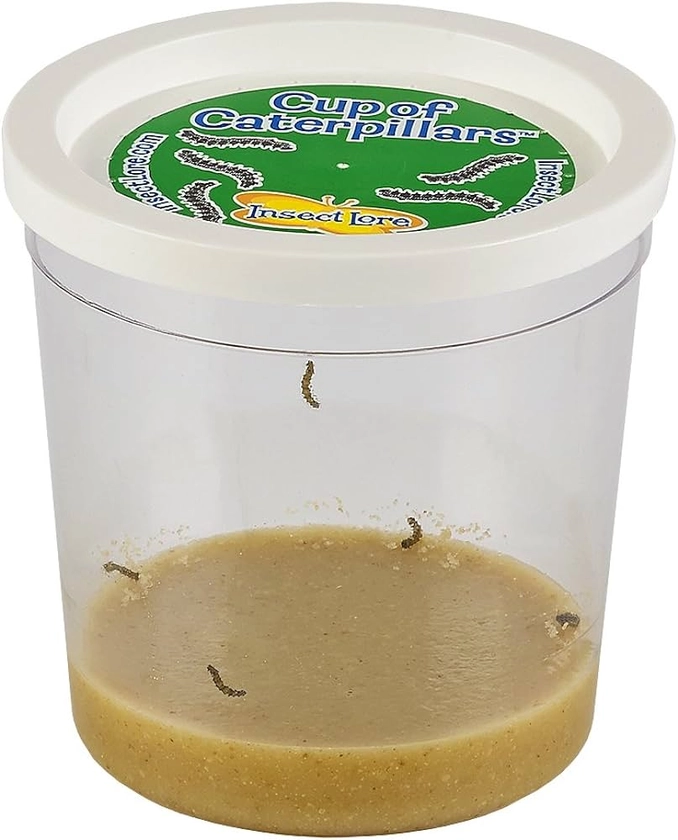 Refill Cup of Caterpillars (no voucher to redeem!) : Amazon.co.uk: Toys & Games