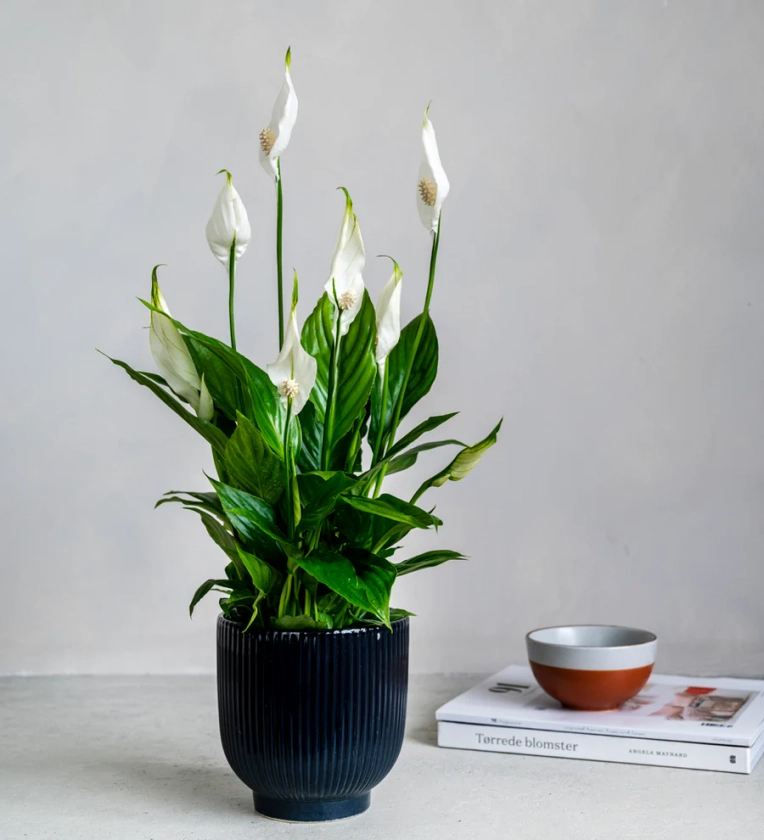 Peace Lily