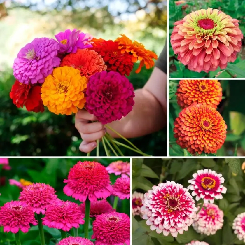 Park's Zinnias for Cutting Seed Collection