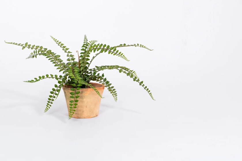 Artificial Button Fern | Blooming Artificial