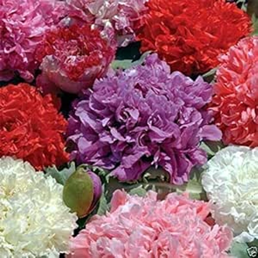 500 Peony Seeds - Mixed - Shades of Purple, Pink, Rose, red, and White.