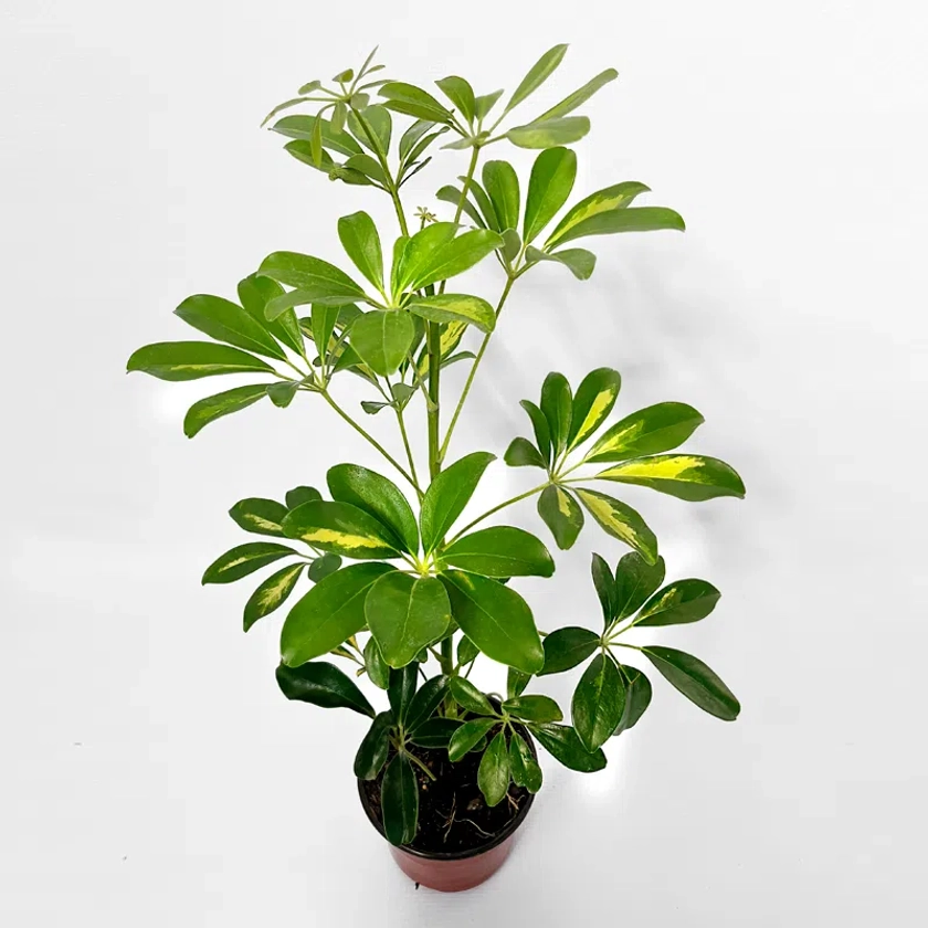 Schefflera (60-70 cms) - The Plant Store