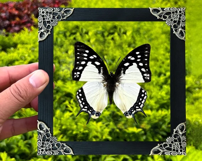 Cadre insecte noir blanc fait main papillon taxidermie taxadermie art mural décoration oeuvre bizarrerie décoration d&#39;intérieur salon galerie