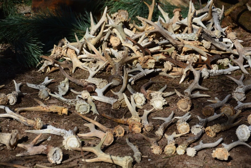 RANDOM SINGLE ANTLER *Found in the forest* White roe deer antler shed - randomly chosen - price per piece Natural Shed/cut from skull