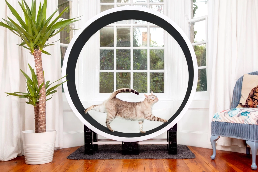 Fit 'n' Fun's Ferris Cat Wheel – Fit 'n' Fun Cat Wheel