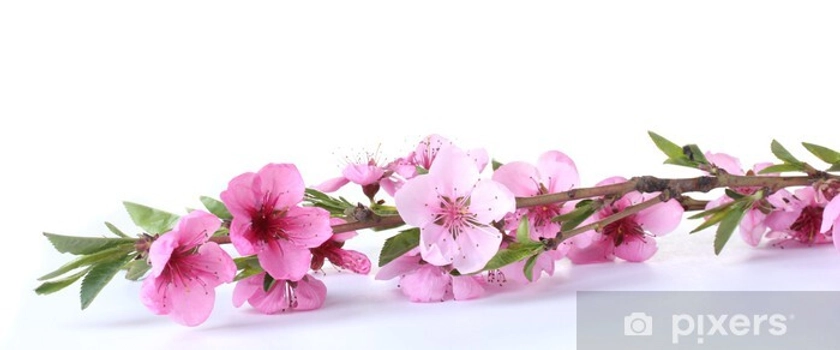 Sticker beautiful pink peach blossom isolated on white - PIXERS.NET.AU