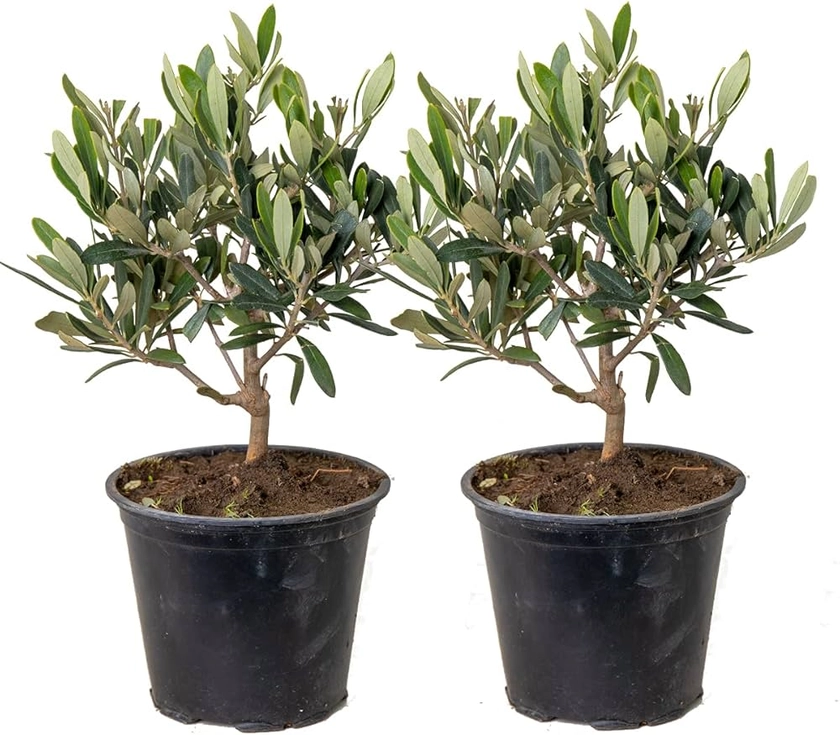 2x Olea europaea - Olivier - Arbre méditerranéen - Rustique – ⌀14 cm - 20-30 cm