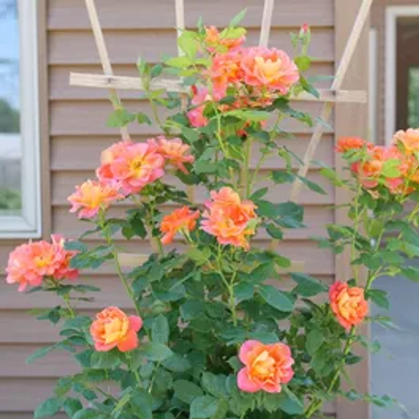 Rosa Rise Up Emberays™ Climbing Rose | Park Seed