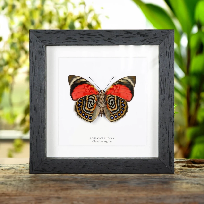Claudina Agrias Butterfly Ventral Side in Box Frame (Agrias claudina)