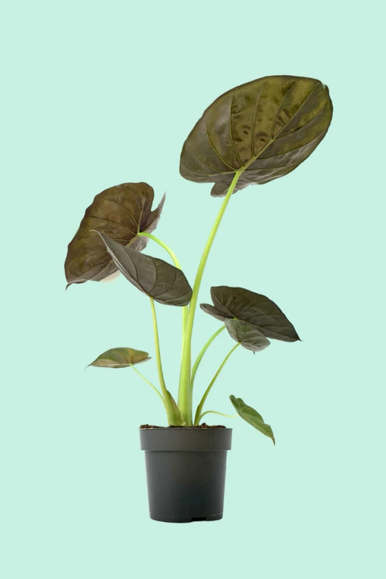 Alocasia wentii (Oreille d'éléphant)