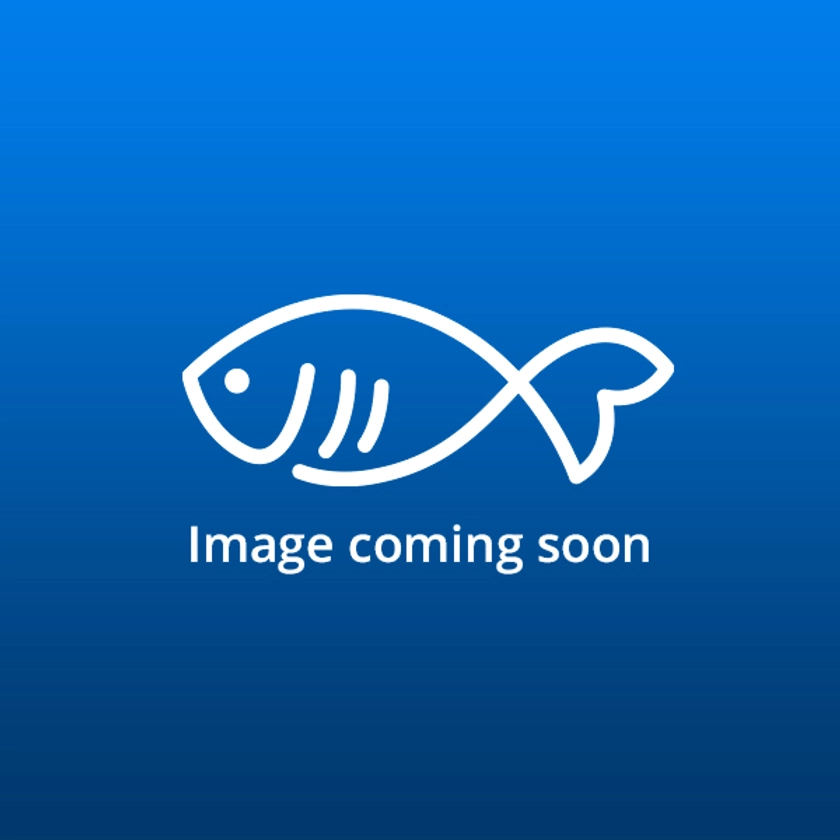 Pseudopimelodus bufonius - Tropical Freshwater Fish For Sale Online