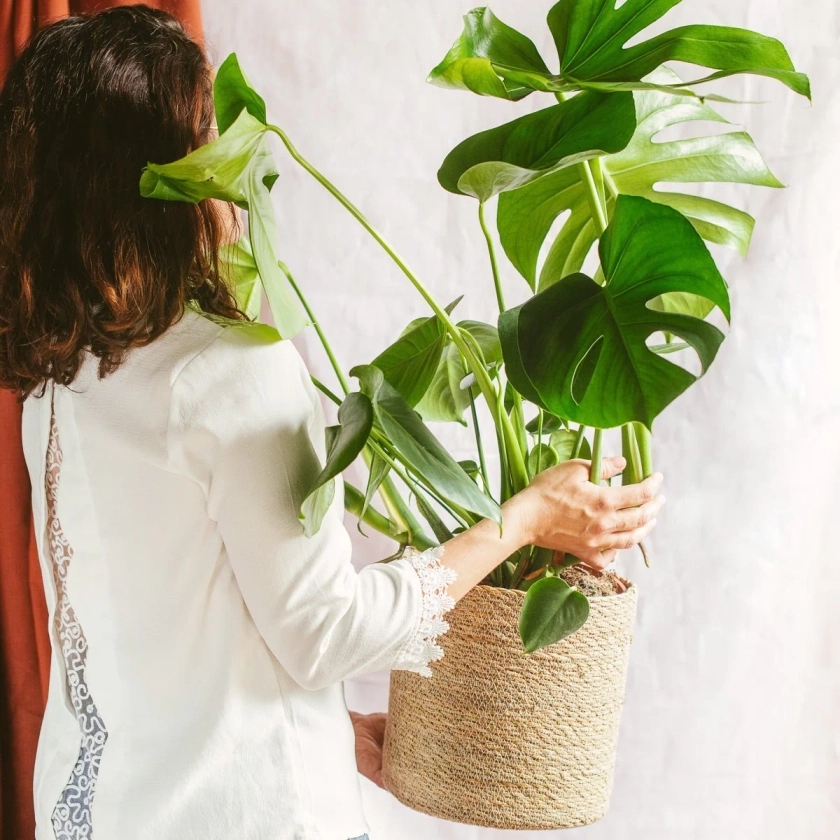 Monstera Deliciosa - Plante Tendance au Feuillage Tropical Unique