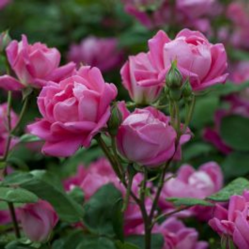 Rosier Pink Double KNOCK OUT ® Radtkopink