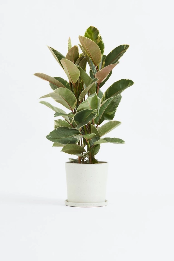 Ficus Elastica Tineke