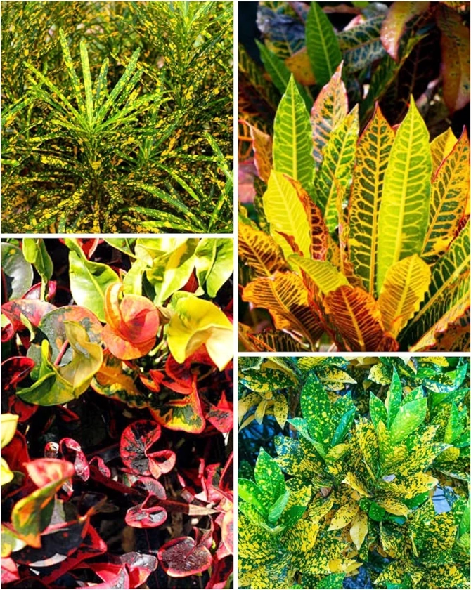 Croton Plants Multicoloured | combo 4 | Live plants | Plants, Indoor & Outdoor Plants | Plant Size (2.5 x 2.5 x 12.5 Inch) : Amazon.in: Garden & Outdoors