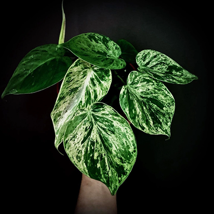 Variegated Heart Leaf Philodendron - Philodendron Cordatum Variegata 100mm