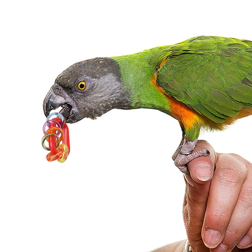 Medium Chain Link Rattle Foot Parrot Toys - Pack of 4