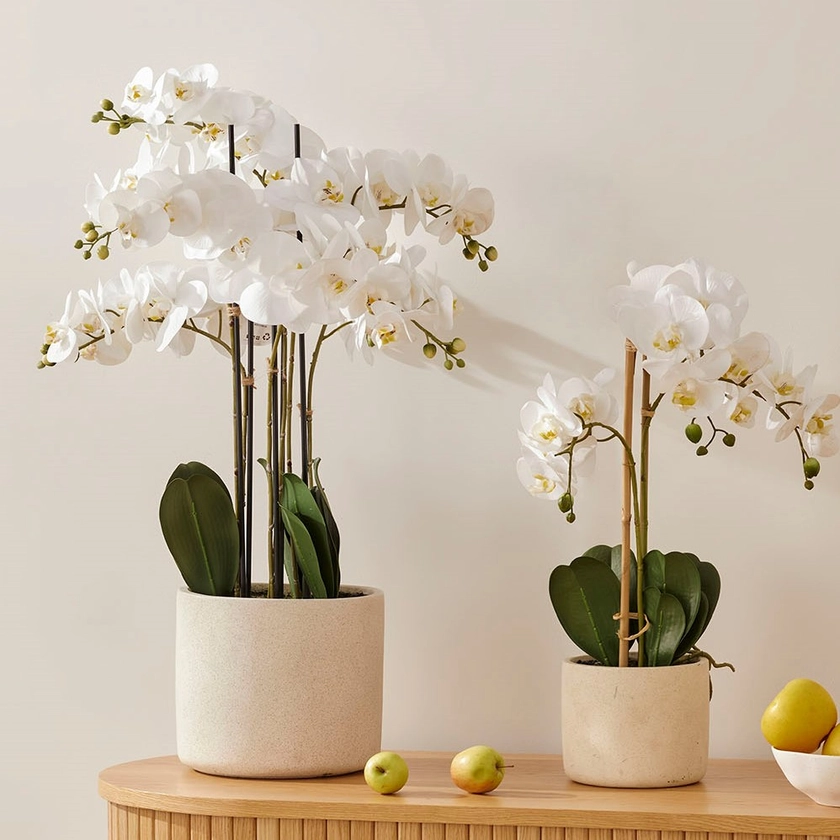 White Orchids | Homewares | Adairs