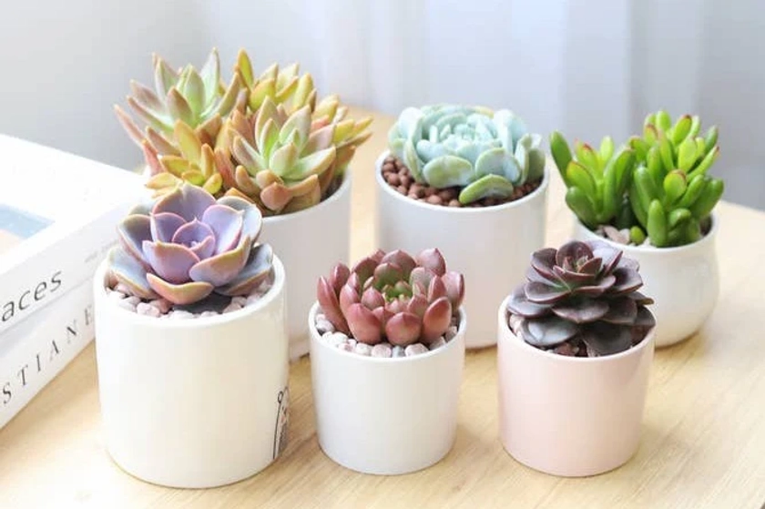 Succulents Box - Cratejoy