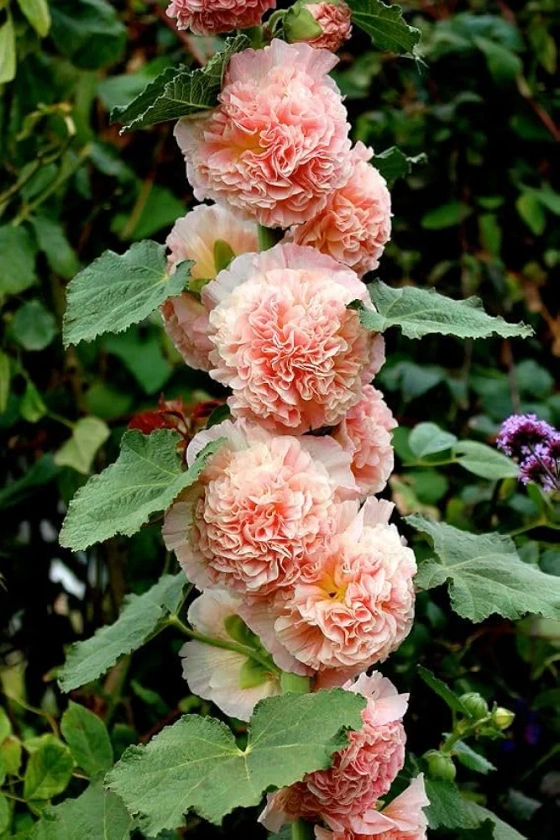 SVG® Hollyhock double flower seeds for planting home gardening 40 to 50 seeds (CREAM) : Amazon.in: Garden & Outdoors