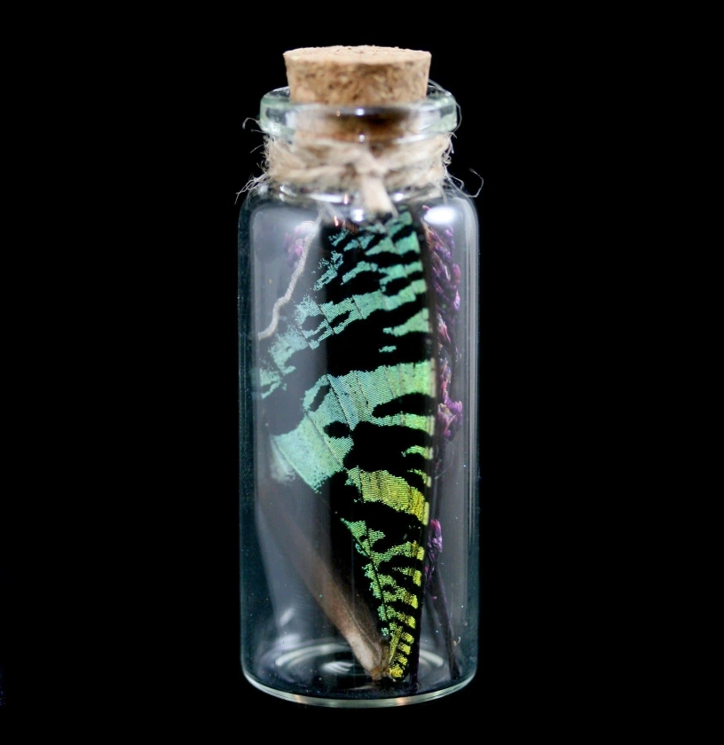 Butterfly Wing In A Glass Bottle