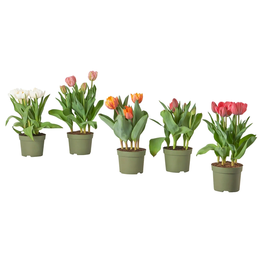 TULIPA Plante en pot - diverses espèces/Tulipe 12 cm