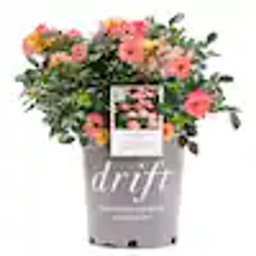 2 Gal. Peach Drift Rose Bush with Pink-Orange Flowers