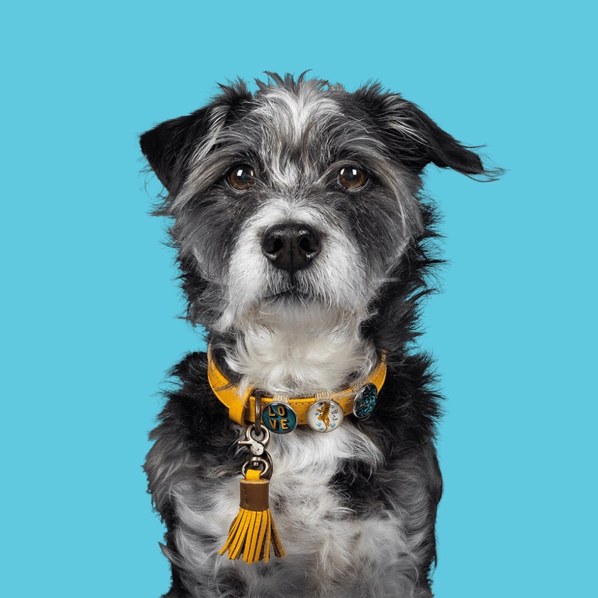 Dog with a Mission -New York Yankee Dog collar