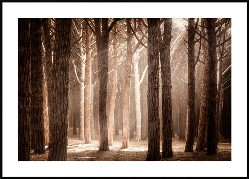 Soleil dans la Forêt Magique Poster