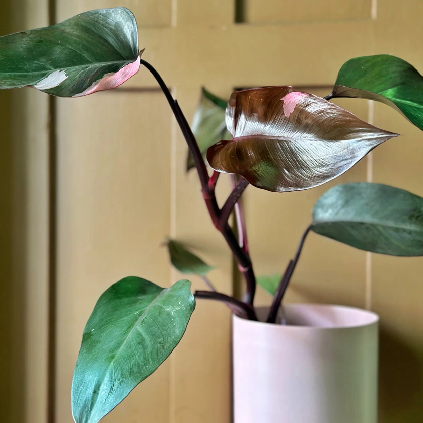 Philodendron 'Pink Princess' (Philodendron erubescens)