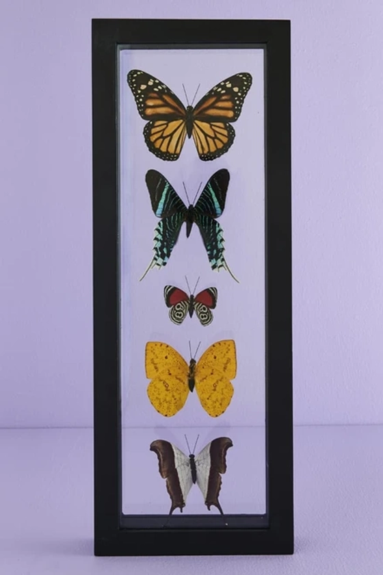 Five Butterflies in Black Frame