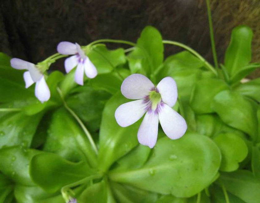 Grassette, Pinguicula