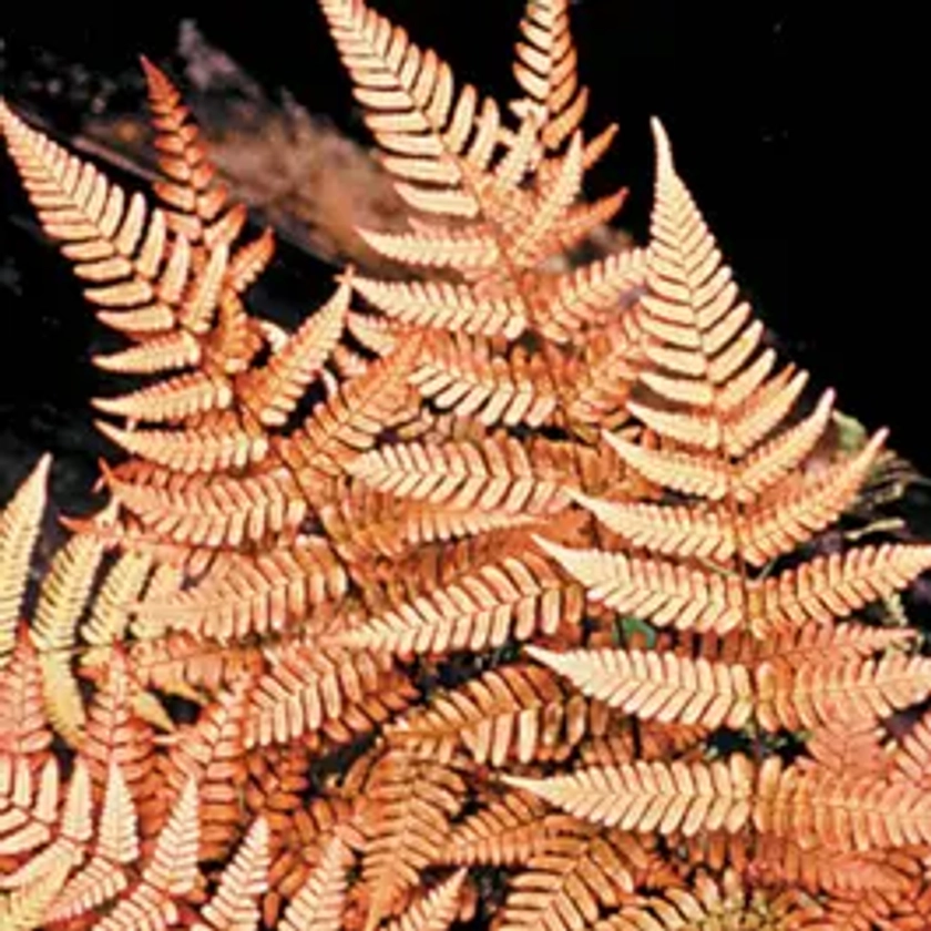 Brilliance Autumn Fern from Park Seed