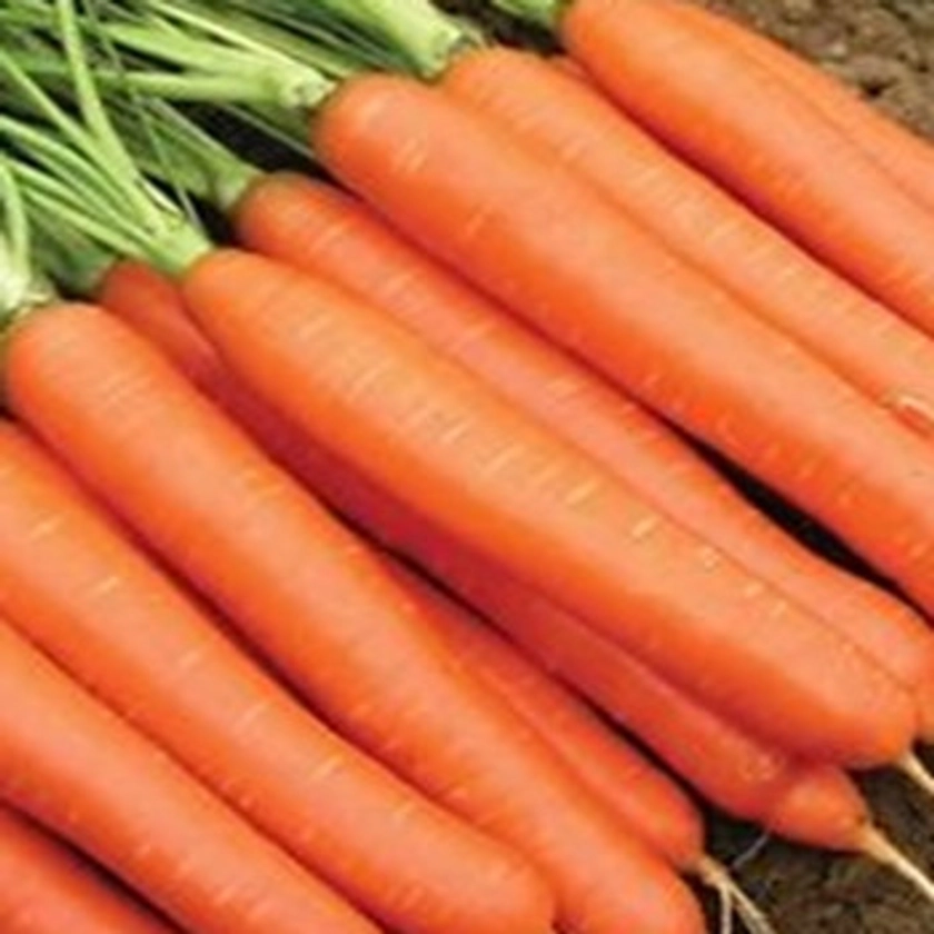 Carrot - F1 Sweet Candle - 50 Seeds