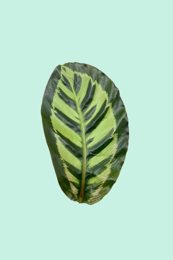 Calathea makoyana (Plante Paon)