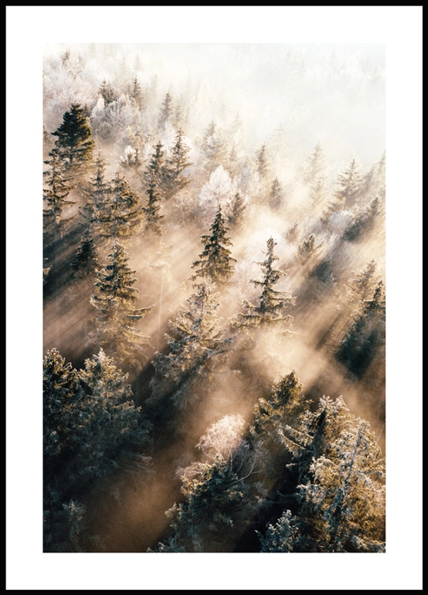 Forêt Brumeuse au Lever du Soleil Poster