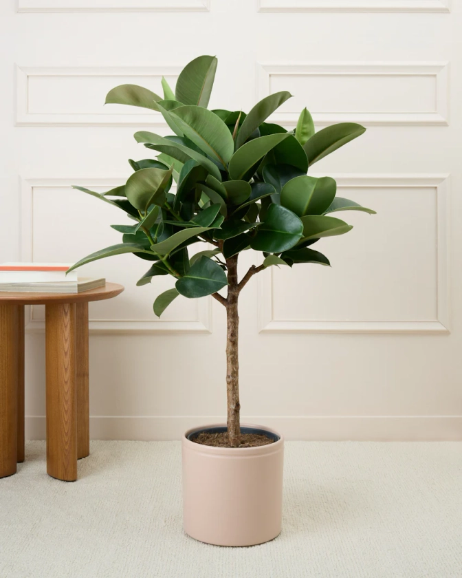 Ficus elastica 'Cloe' - Livraison plantes - Plantes vertes Bergamotte