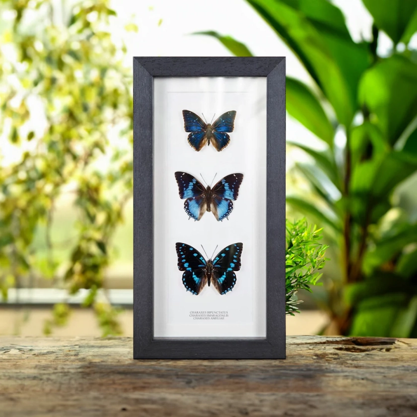 Blue Charaxes Butterfly Trio in Box Frame (Charaxes ameliae, bipunctatus & smaragdalis)