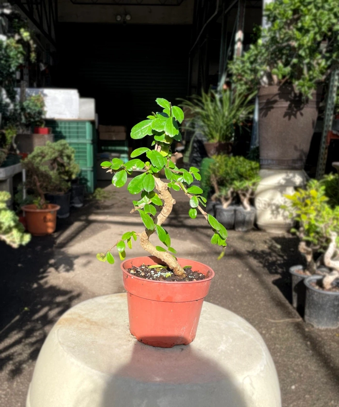 15cm Fukien Tea Tree in Plastic Grower Pot