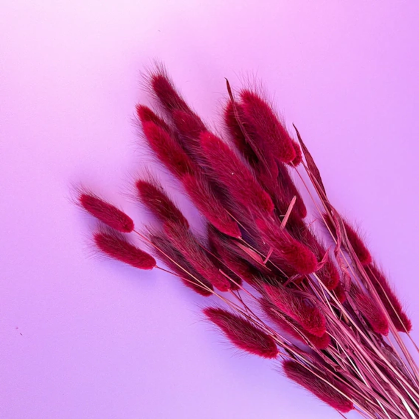 Burgundy Bunny Tails | Dried Flowers | Rustic Home Decor