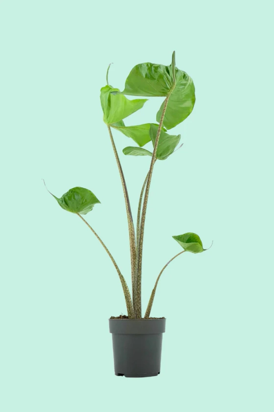 Alocasia 'Stingray' (Oreille d'éléphant)