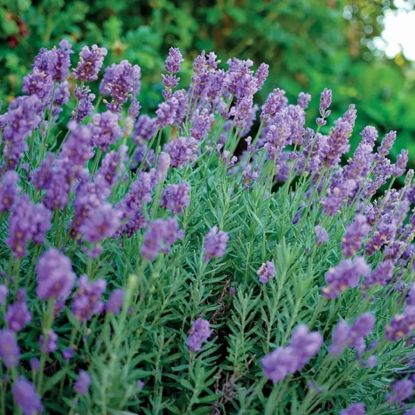 Lavandula Phenomenal&trade;